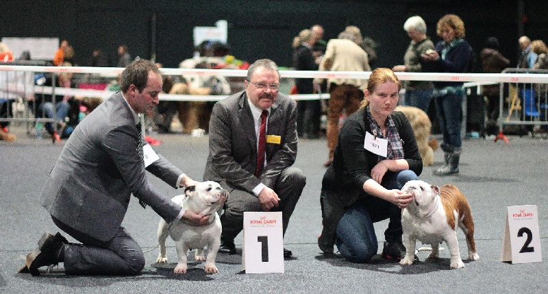 CH. Illona van Trod - 1.Ex / Anw. Dt. Ch. VDH / CAC / CACIB