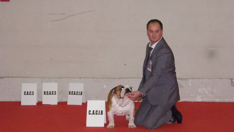 CH. Eace of Fashion-Bull's - 1er EXCELLENT / CACS / CACIB / BOB / 2eme BEST OF GROUP