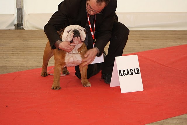Curtis du Terroir du Gautereau - Classe ouverte - 1er Excellent RCACIB-RCACS