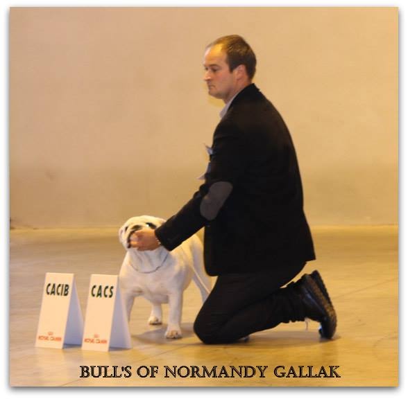CH. Bull's of Normandy Gallak - 1er / CACS / CACIB / BOS
