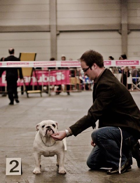 CH. Bull's of Normandy Gallak - 2e EXCELLENT