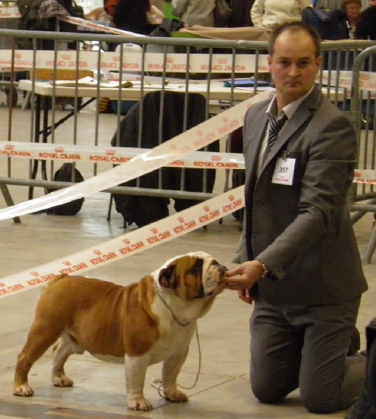 CH. Eace of Fashion-Bull's - 1er EXCELLENT / CACS / CACIB / BOS