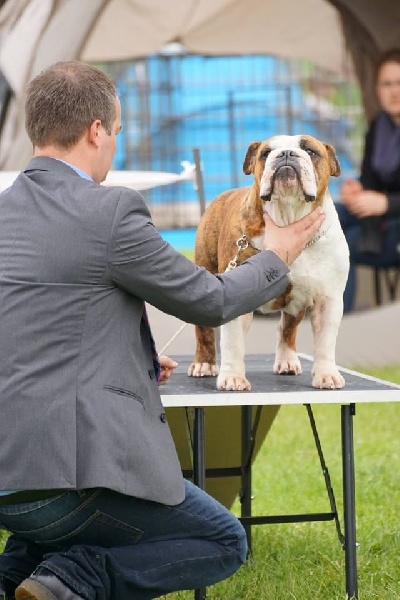 CH. Bull's of Normandy jzerba - 1er EX / CACS / BEST OF BREED