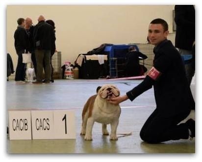 CH. Bull's of Normandy I'm tyson - 1er EXCELLENT / CACS / CACIB / MEILLEUR DE RACE