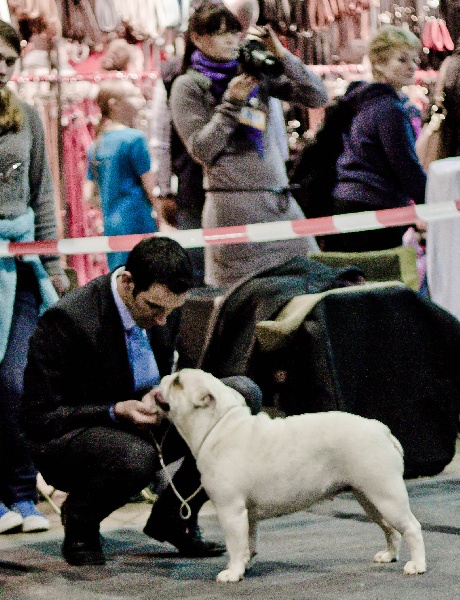 CH. Bull's of Normandy Gallak - EXCELLENT