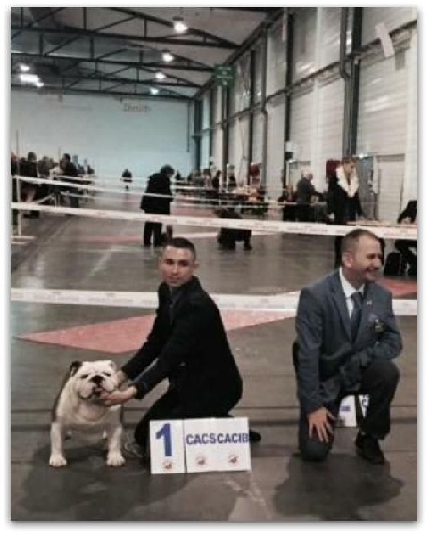 CH. Bull's of Normandy I'm tyson - 1er EXCELLENT / CACS / CACIB / BOS