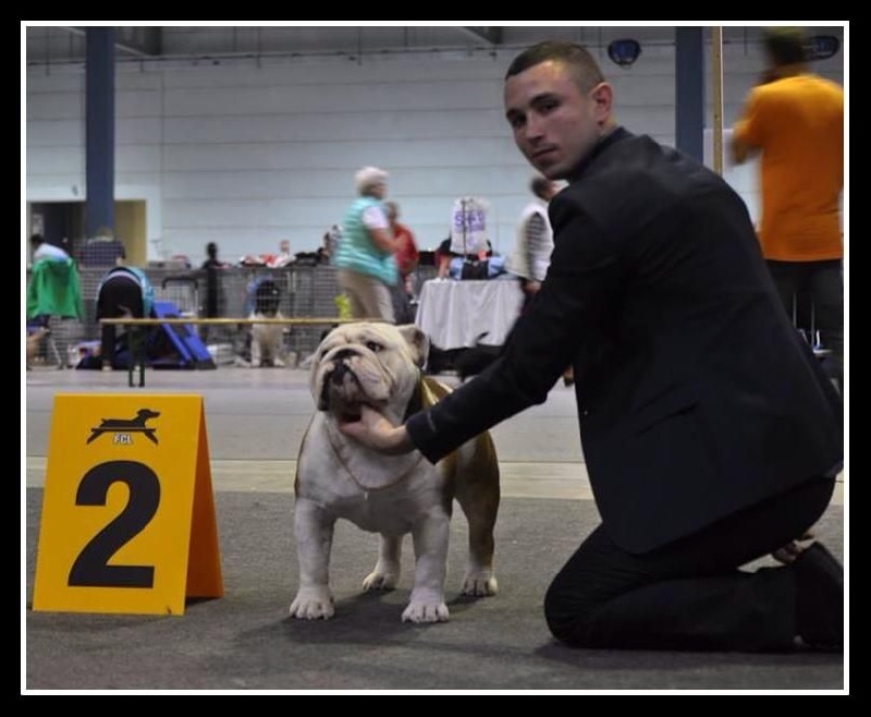 CH. Bull's of Normandy I'm tyson - 2eme EXCELLENT RCACL