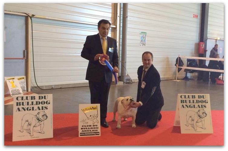 CH. Bull's of Normandy Gallak - 1er / CACIB / BOB / BEST CHAMPION