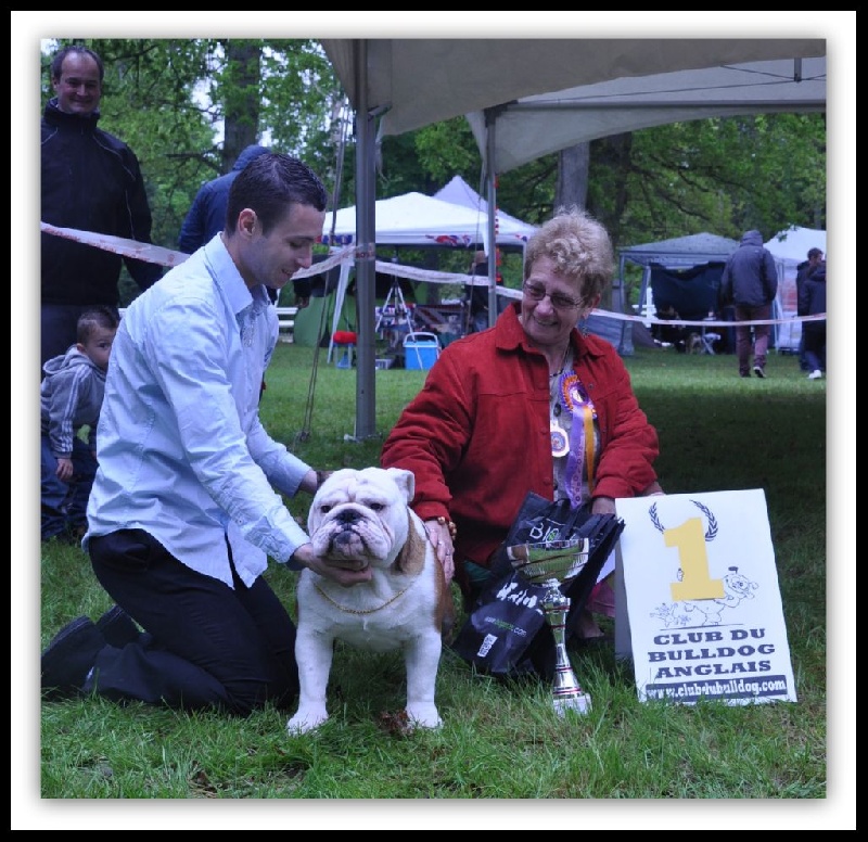 CH. Bull's of Normandy I'm tyson - 1er EXCELLENT / MEILLEUR JEUNE MALE / JEUNE CHAMPION du club 2014