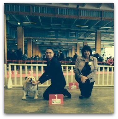 CH. Bull's of Normandy I'm tyson - 1er EXCELLENT / CACS / CACIB / BOB