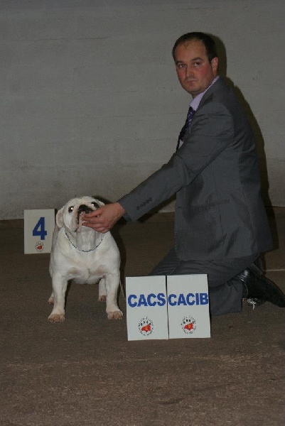 CH. Bull's of Normandy Gallak - 1er Excellent / CACIB / CACS / MEILLEUR DE RACE
