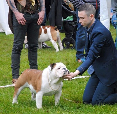CH. Bull's of Normandy I'm tyson - 2eme EXCELLENT (21 bulldogs)