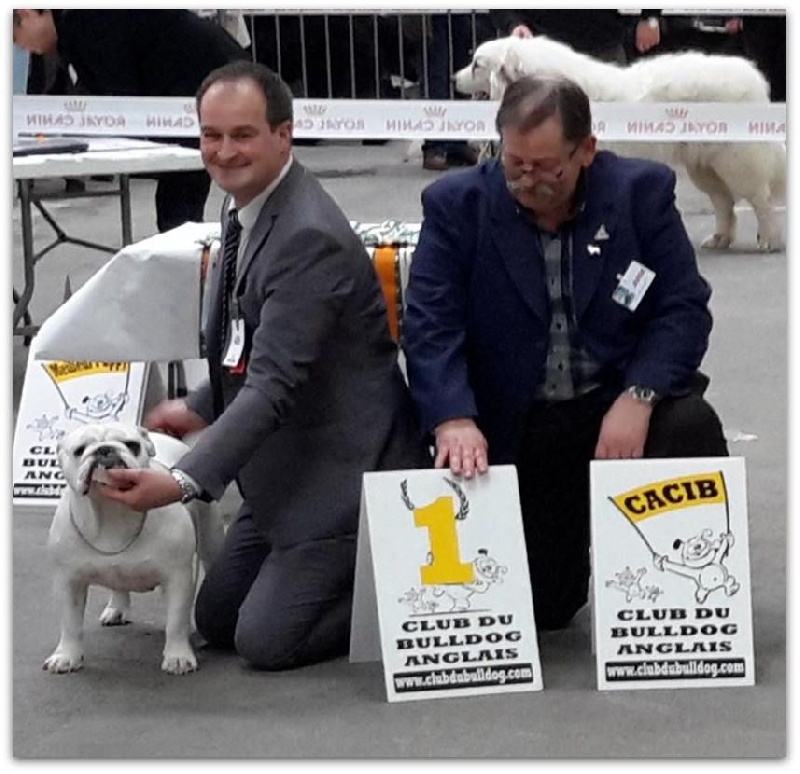 CH. Bull's of Normandy Gallak - 1er EXCELLENT / CACIB / MEILLEUR DE RACE