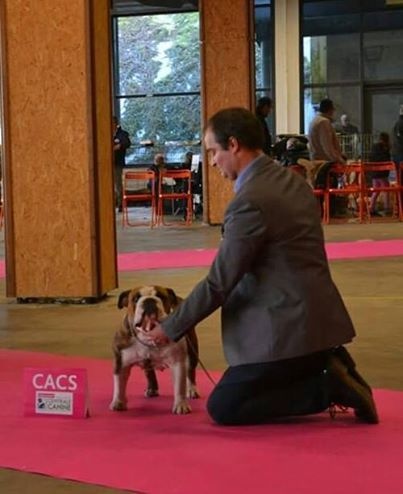 CH. Bull's of Normandy jzerba - 1 er EXCELLENT / CACS / MEILLEUR DE RACE