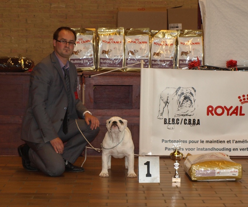 CH. Bull's of Normandy Gallak - BEST BABY SHOW