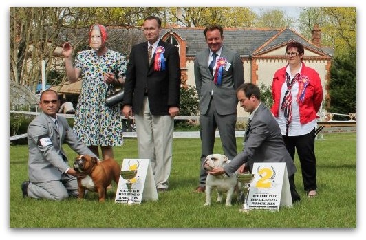 CH. Bull's of Normandy Gallak - 2eme EXCELLENT (40 entrées)