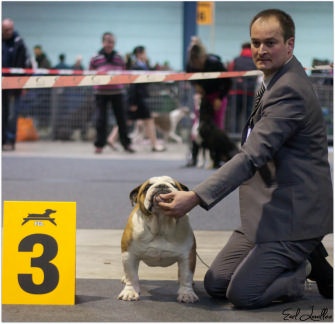 CH. Eace of Fashion-Bull's - 3e EXCELLENT