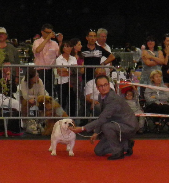 CH. Bull's of Normandy Gallak - 1 EX / MEILLEUR JEUNE / 6e au Ring d'honneur