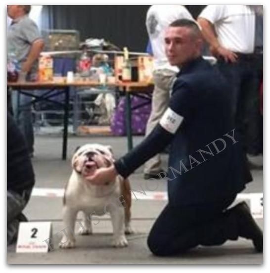 CH. Bull's of Normandy I'm tyson - 2eme EXCELLENT