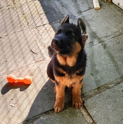 Les chiots de Berger Allemand