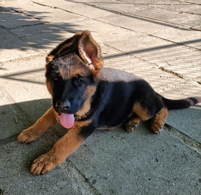 Les chiots de Berger Allemand