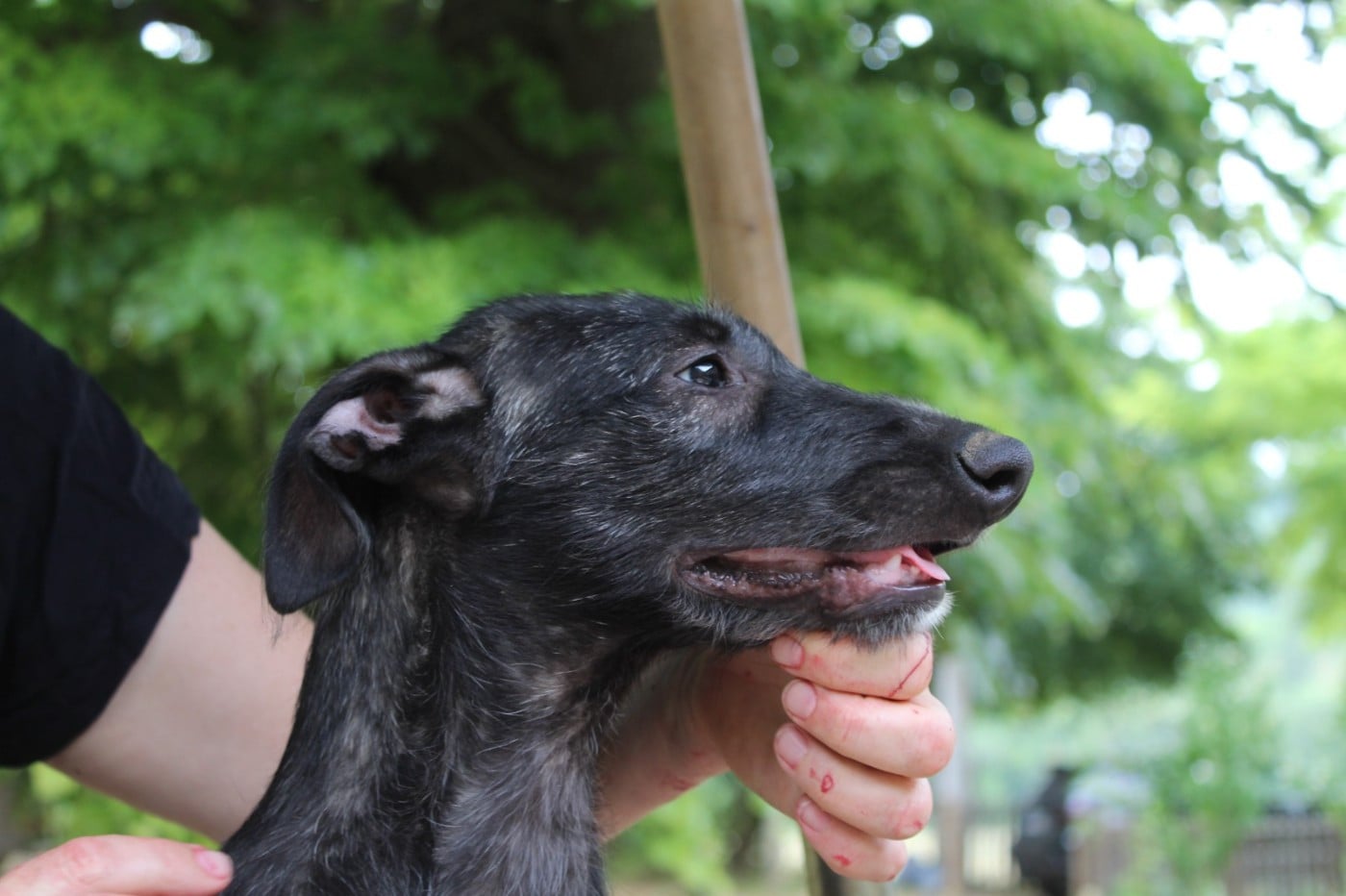 Bran