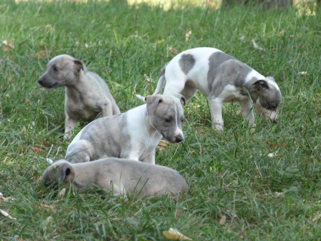 Chiot Elevage d'Ardalie eleveur de chiens Whippet