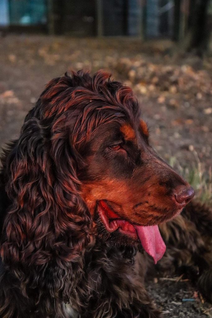 Sidonie des Pitchoucas de Lacapelette