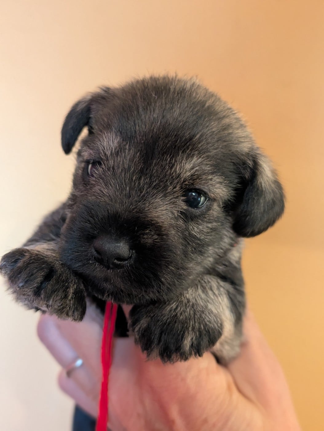CHIOT 3 collier rouge - Schnauzer miniature