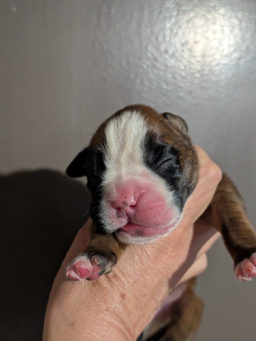 CHIOT 3 - Boxer