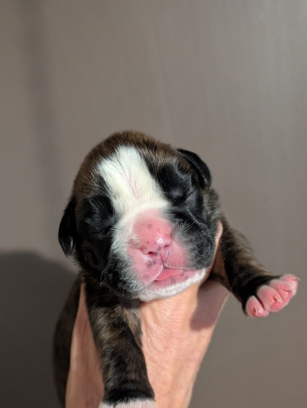 CHIOT 5 - Boxer