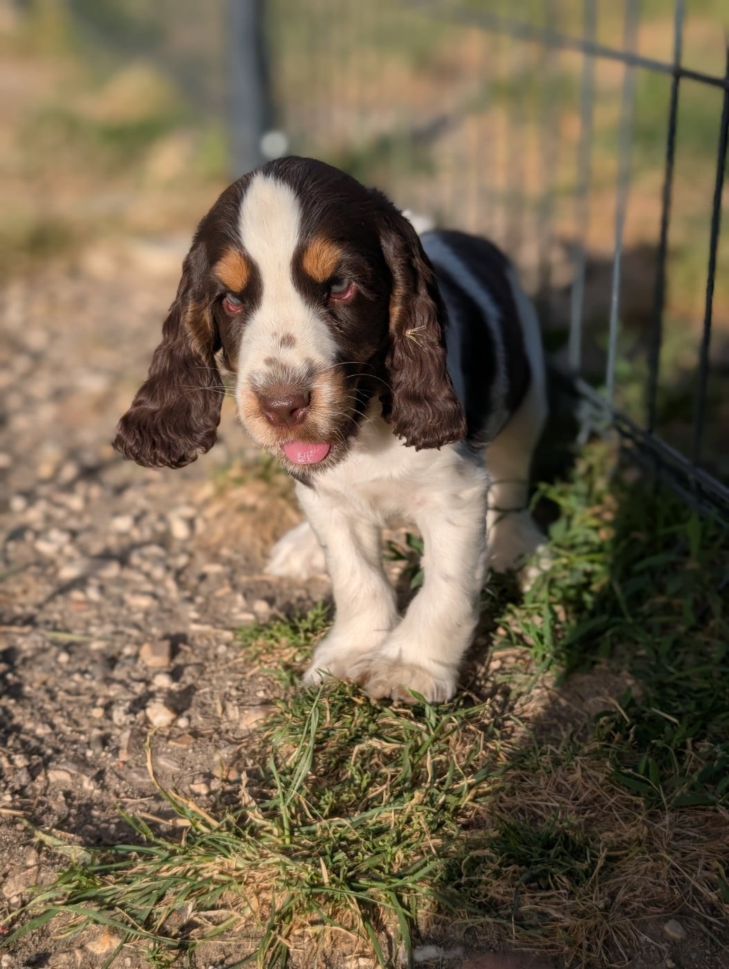 Bounty - Cocker Spaniel Anglais