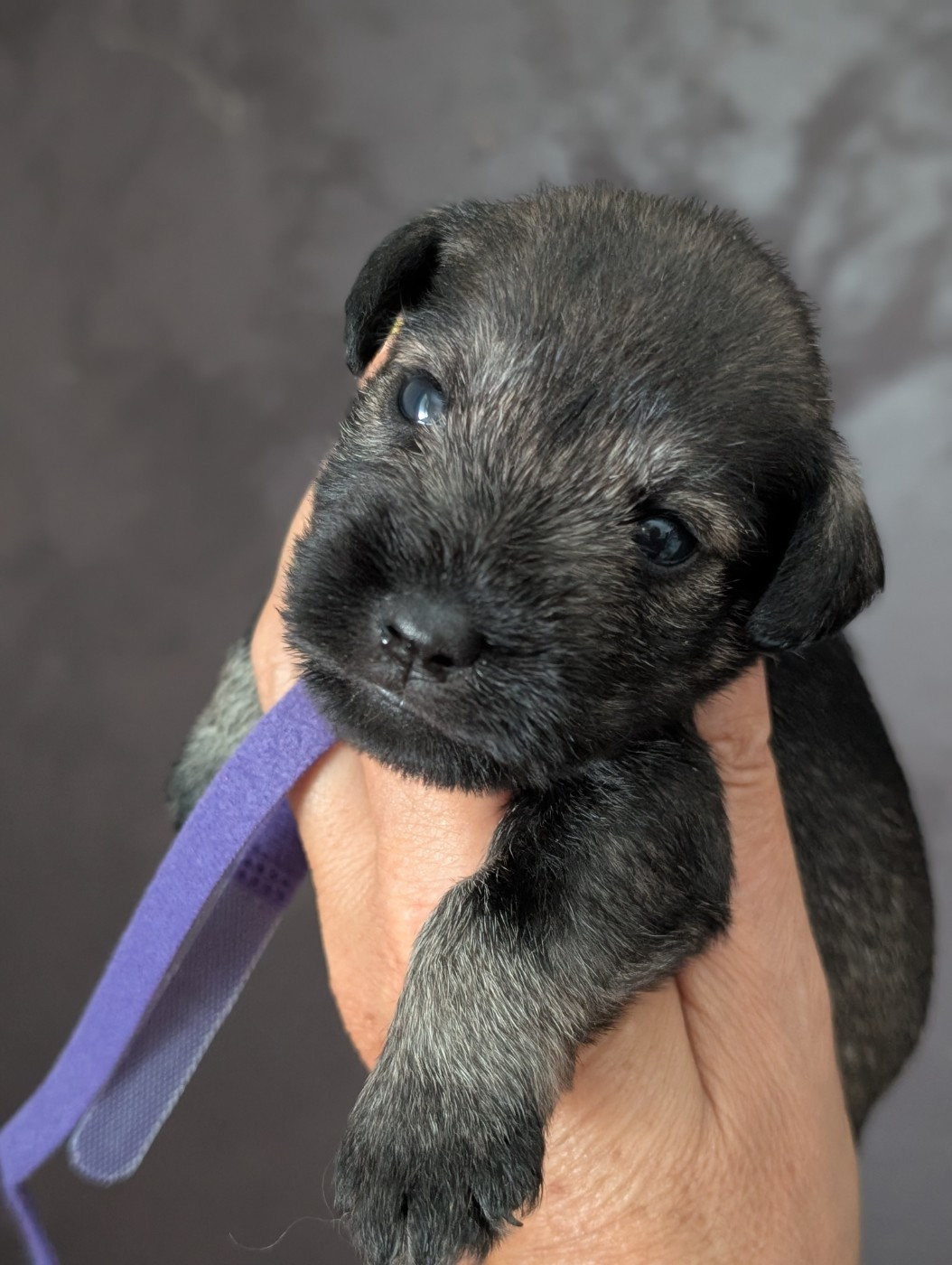 Chiot N°6 collier violet - Schnauzer miniature