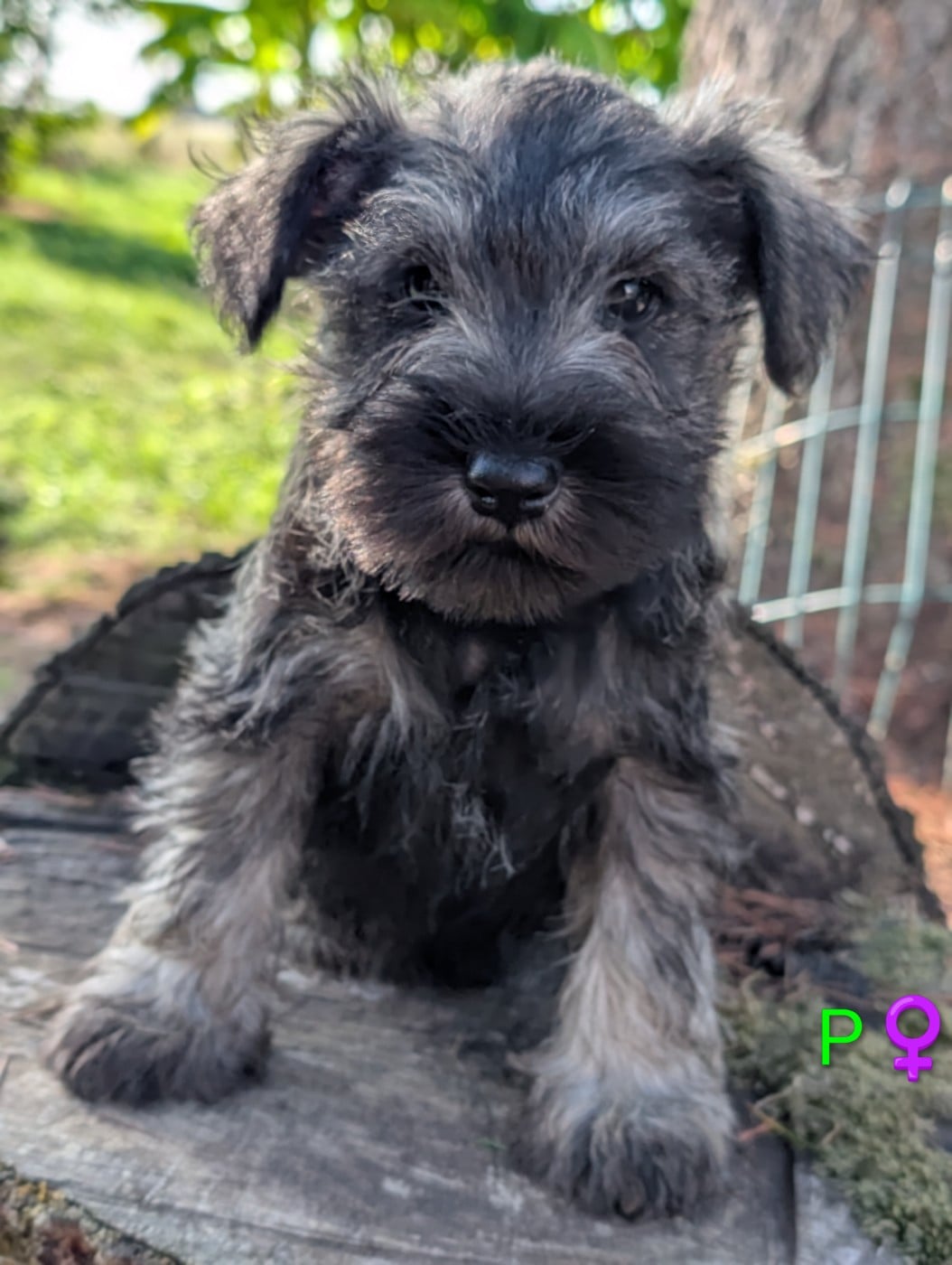 Chiot N°3 collier vert - Schnauzer miniature