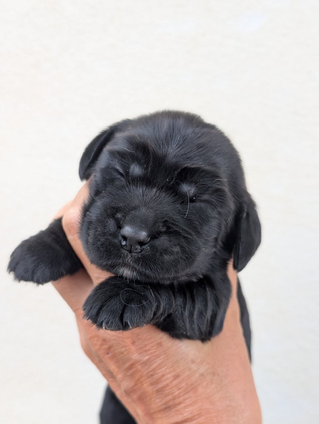 Chiot N°4 - Cocker Spaniel Anglais