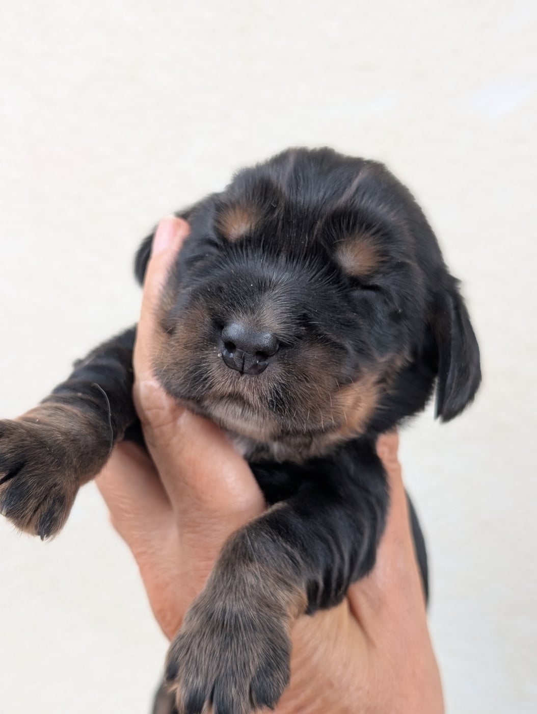 Chiot N°6 - Cocker Spaniel Anglais