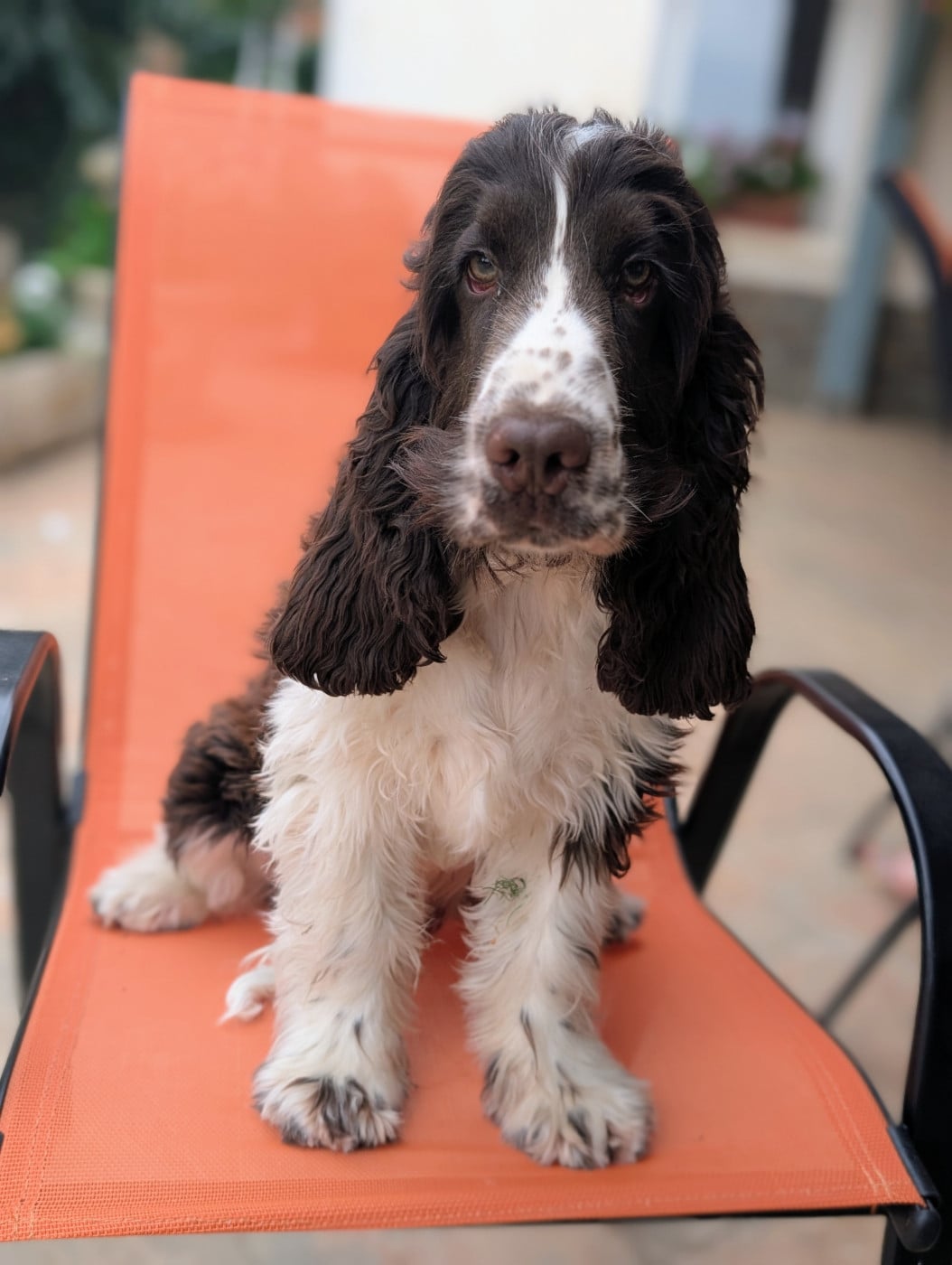 Cocker Spaniel Anglais - des Pitchoucas de Lacapelette