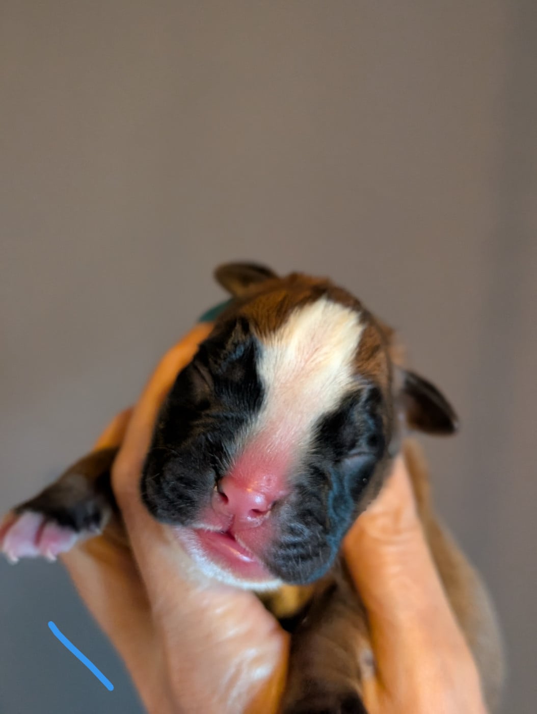 Chiot N°1 - Boxer