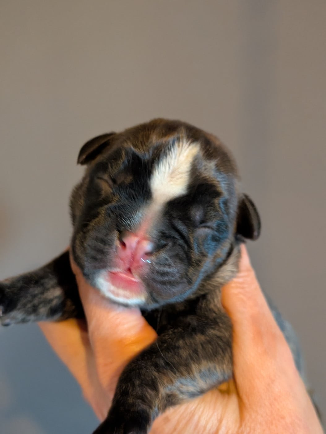Chiot N°6 - Boxer