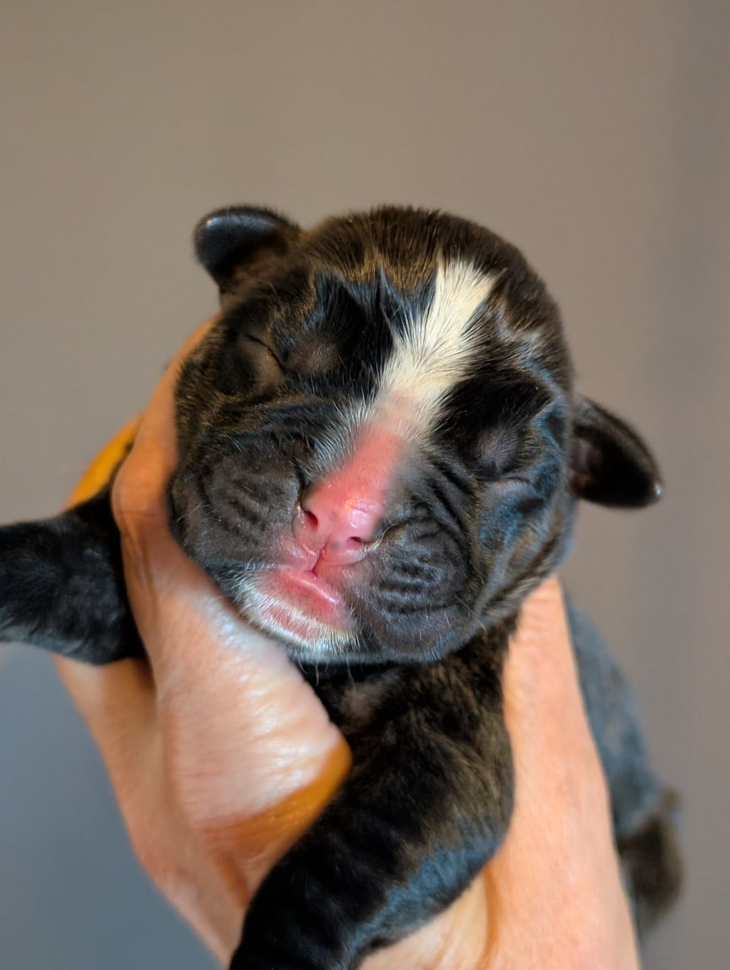Chiot N°7 - Boxer