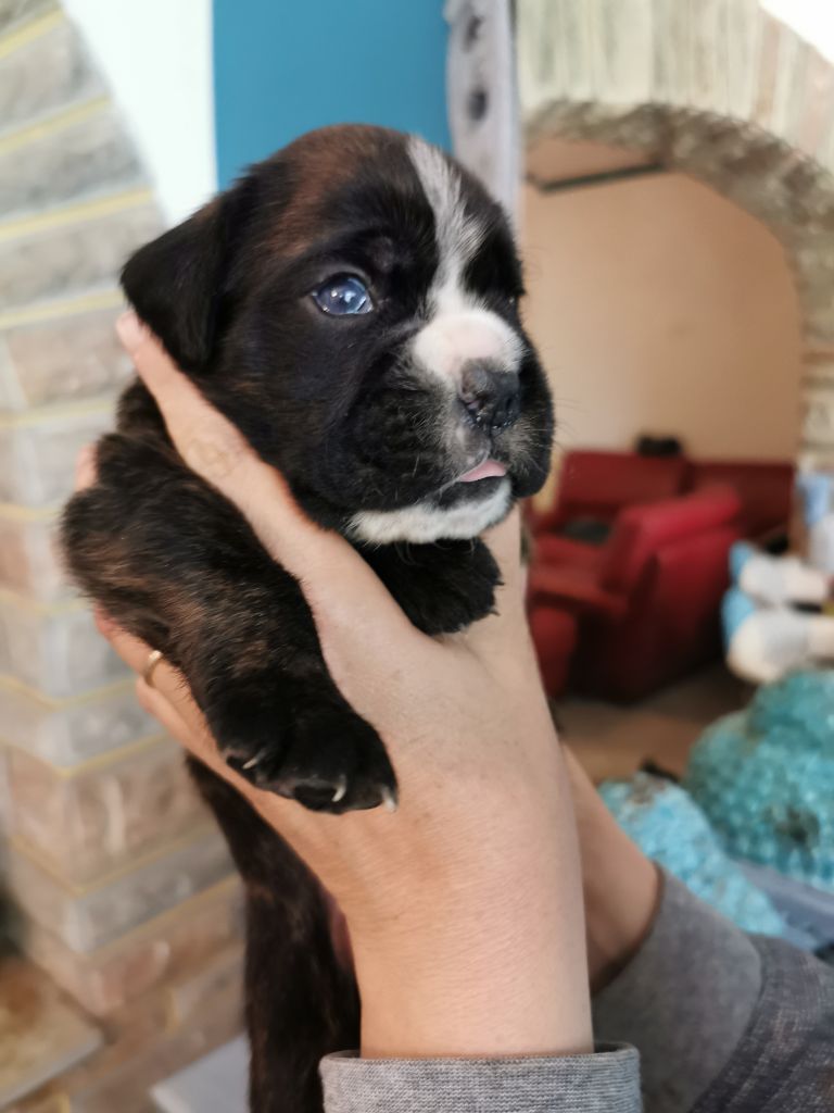 Chiot Boxer, RANGER, mâle disponible en Occitanie, 82