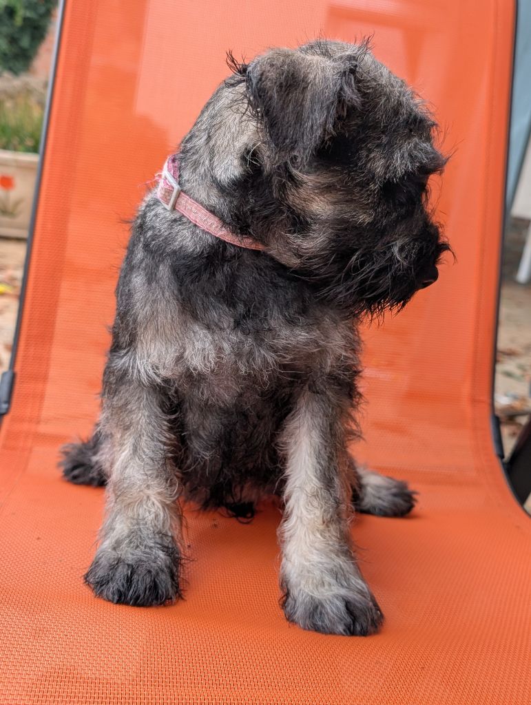 CHIOT 6 collier rose