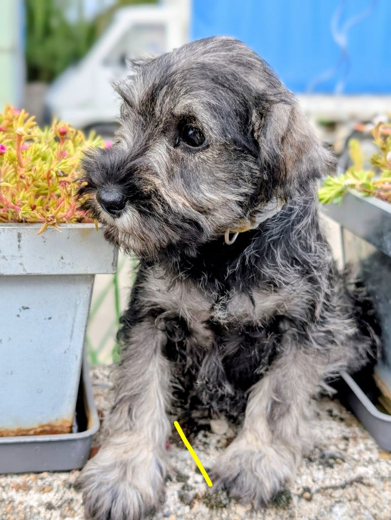 CHIOT 5 collier jaune