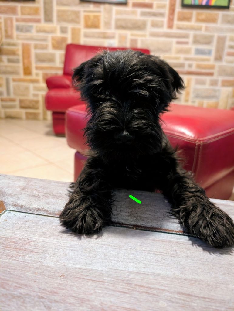 CHIOT 1 collier vert