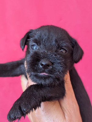 Les chiots de Schnauzer miniature