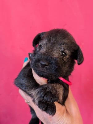 Les chiots de Schnauzer miniature