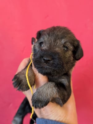 Les chiots de Schnauzer miniature