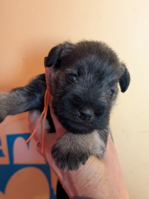 Les chiots de Schnauzer miniature