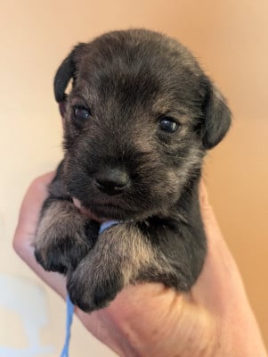 Les chiots de Schnauzer miniature
