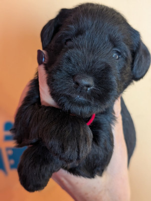 Les chiots de Schnauzer miniature